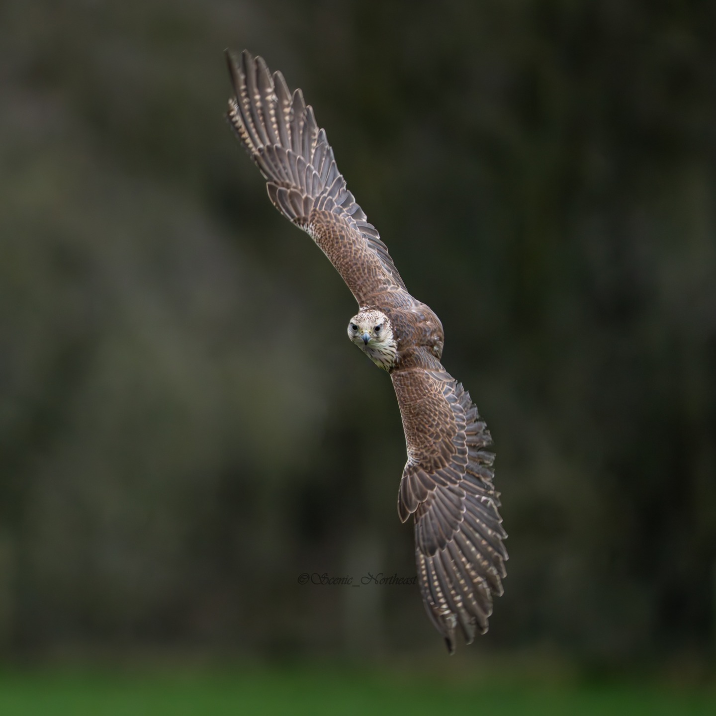 BIRDS OF PREY