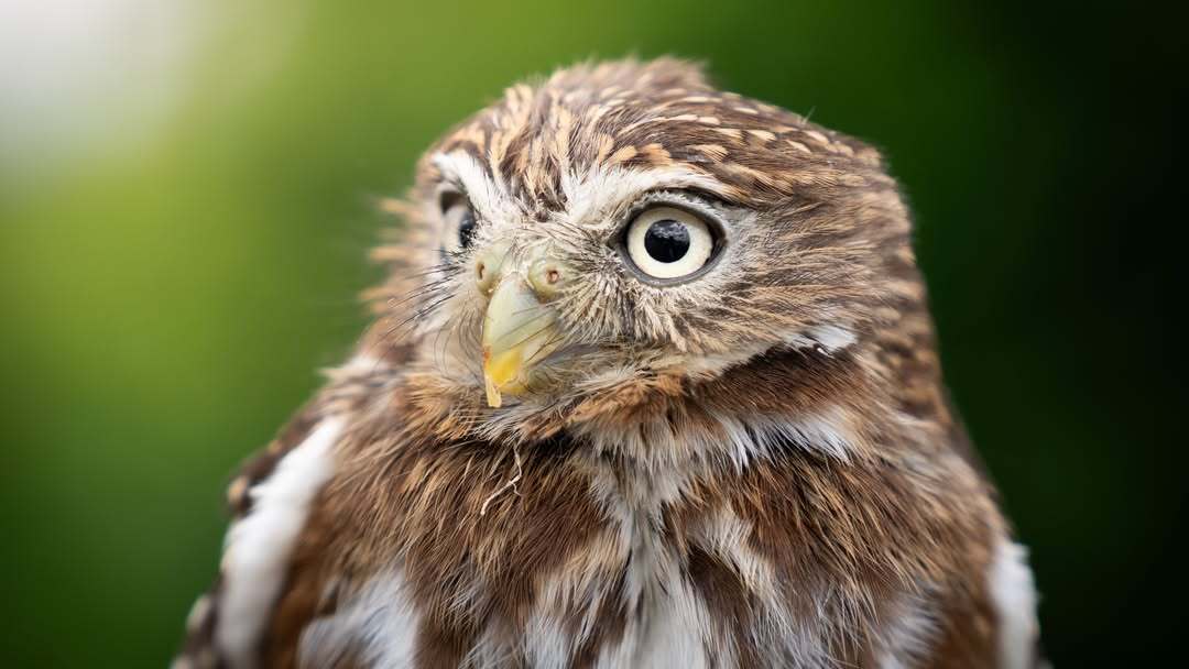 WILDLIFE